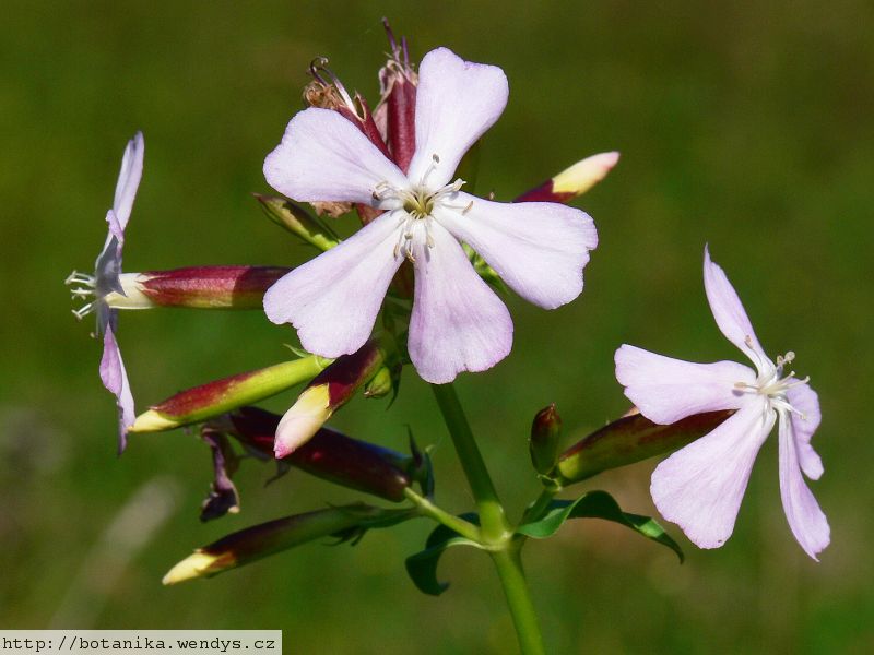 Mydlice kořen řezaný